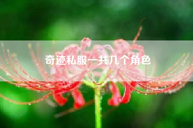 奇迹私服一共几个角色