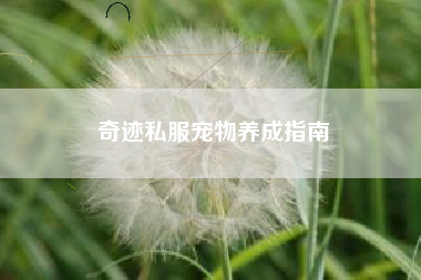 奇迹私服宠物养成指南