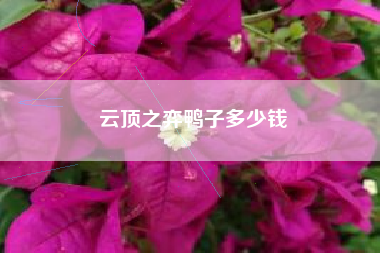 云顶之弈鸭子多少钱