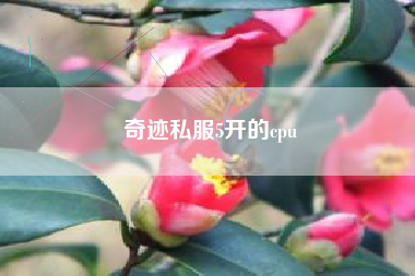 奇迹私服5开的cpu