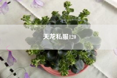 天龙私服120
