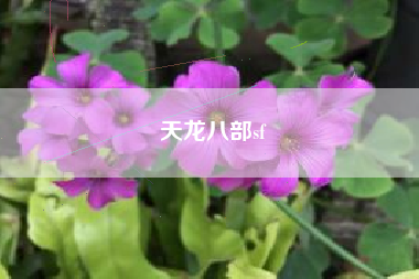 天龙八部sf