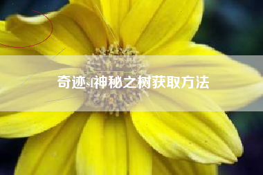 奇迹sf神秘之树获取方法