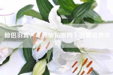仙侣羽翼，《诛仙私发网》羽翼培养攻略
