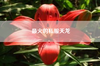 最火的私服天龙