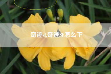 奇迹sf,奇迹SF怎么下